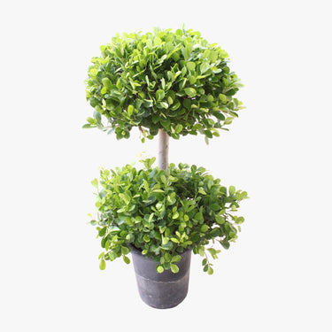 Ficus Panda - 2 Head - Ficus Retusa